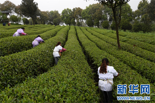 ayx爱游戏贵州开阳：贡茶故里上春山 以茶为媒赛技能(图2)