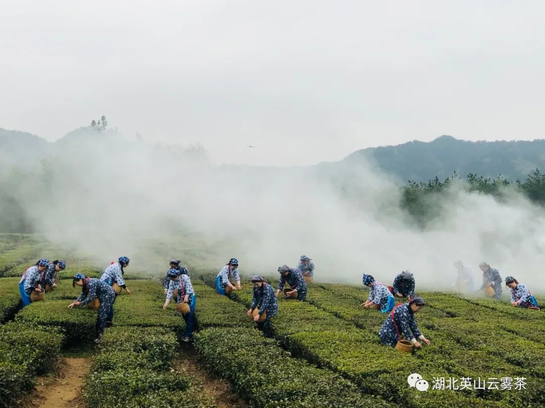 从茶“叶”到茶“业” 探寻点头镇白茶产业的致富经