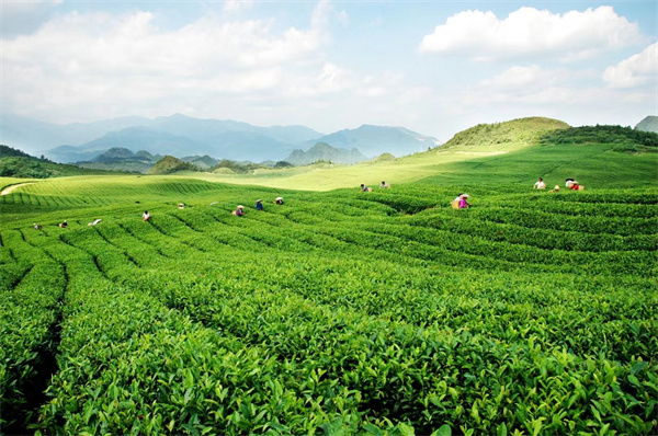 “小茶叶”变身“金叶子”