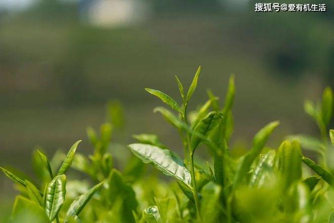 ayx爱游戏谷雨茶是什么茶谷雨为什么要喝茶？(图3)