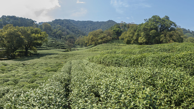 结下与中国的“茶之缘”