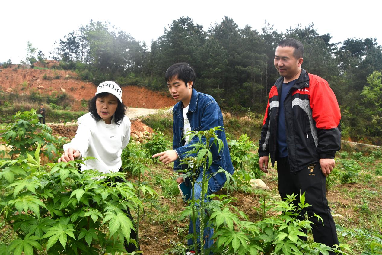 湖南新邵：扶贫茶变身乡村振兴“金”叶