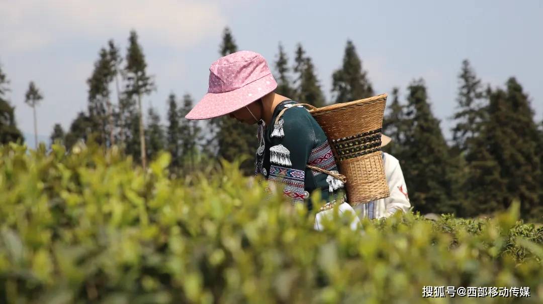 ayx爱游戏盐津：春暖茶飘香 茶农采茶忙(图4)