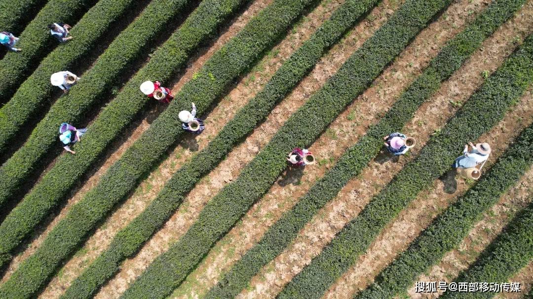 ayx爱游戏盐津：春暖茶飘香 茶农采茶忙(图7)