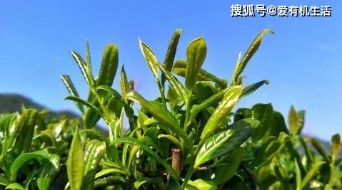 ayx爱游戏春茶是什么茶春茶为什么清明节前更好喝？(图2)