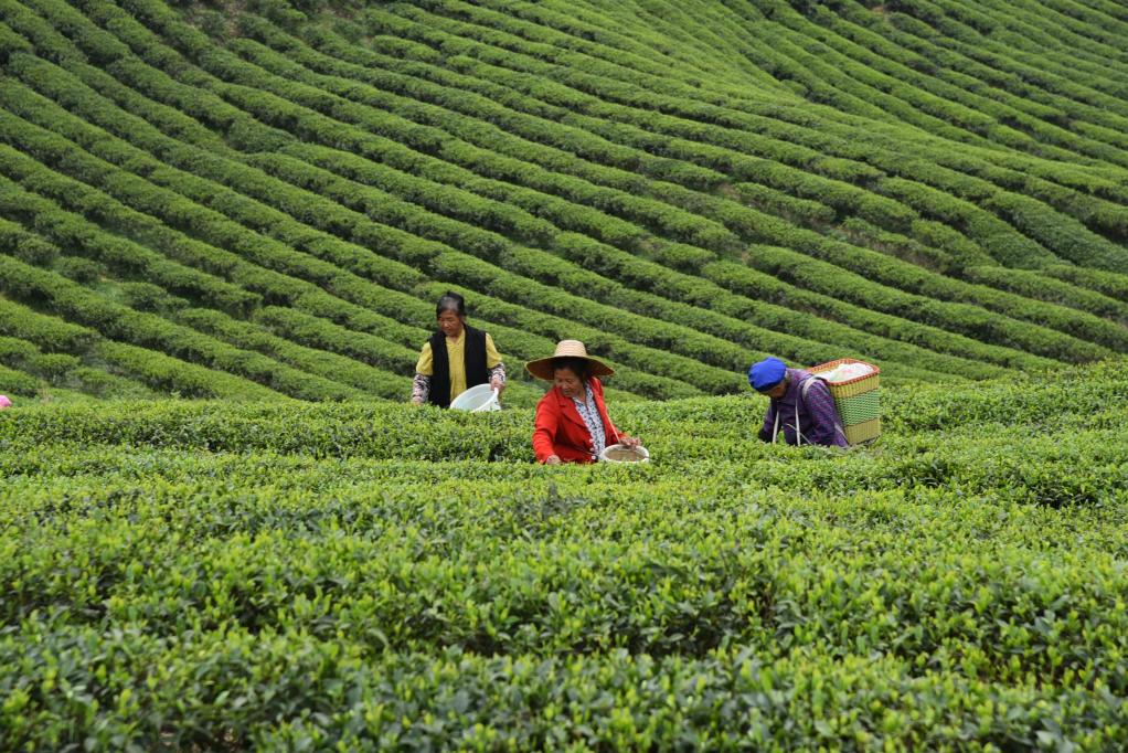 四季春茶属于什么茶？夏茶、秋茶和春茶有什么差别？