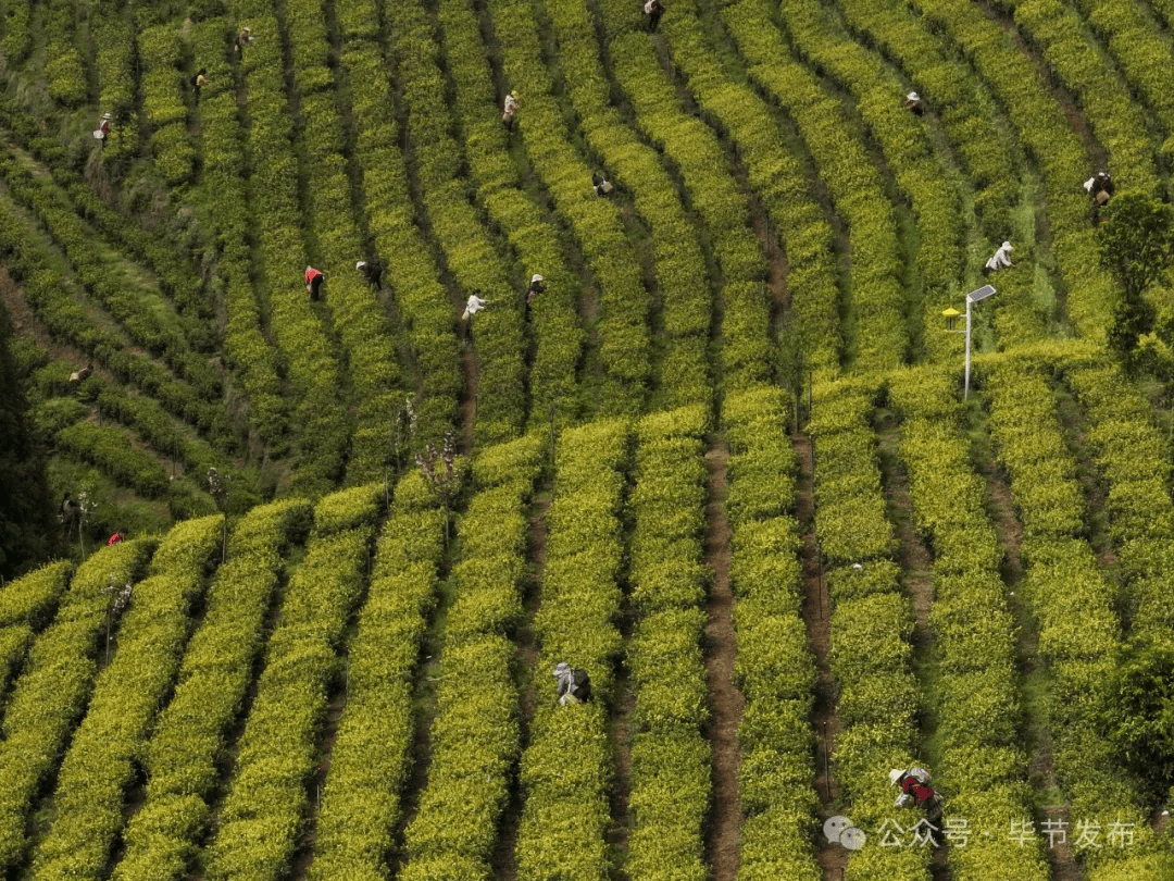 乌蒙绿浪涌 深山茶韵新 毕节市茶产业发展综述(图4)