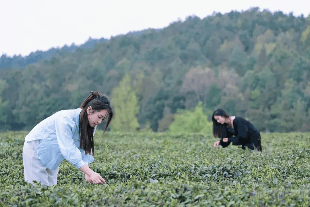 乌蒙绿浪涌 深山茶韵新 毕节市茶产业发展综述(图5)