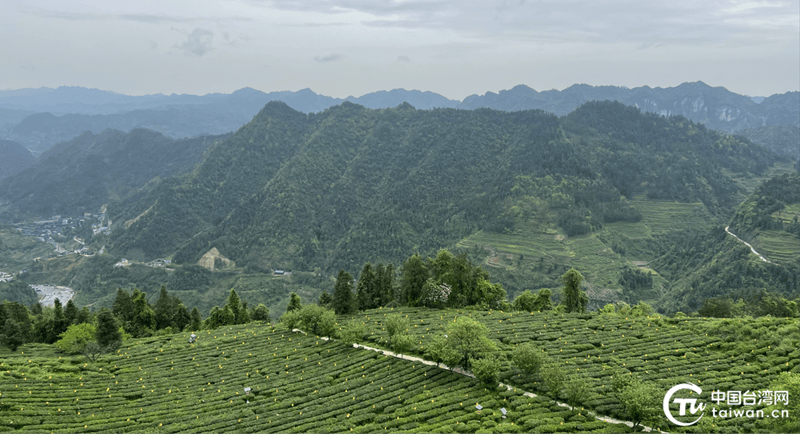 于一盏香茗之间品味湘西茶香ayx爱游戏四溢的两岸情(图5)