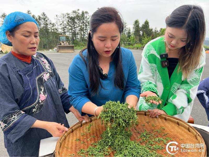 于一盏香茗之间品味湘西茶香ayx爱游戏四溢的两岸情(图8)