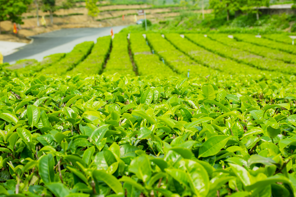 茶专家：新中式茶饮助力中国茶叶消费升级ayx爱游戏