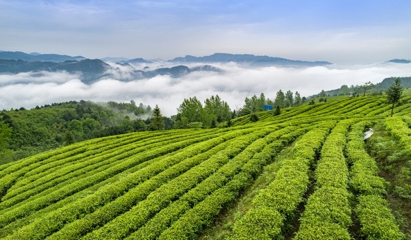 西藏察隅：茶叶飘香村民增收