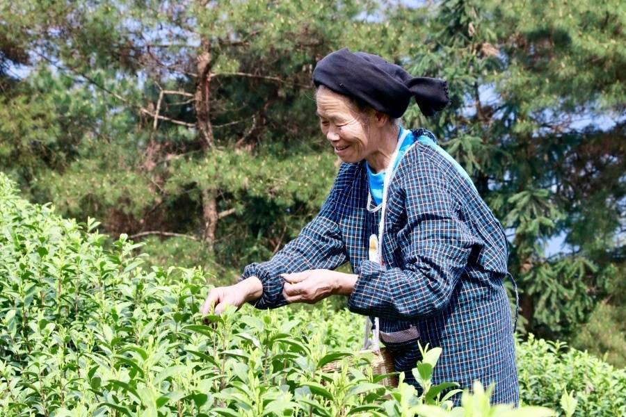 ayx爱游戏贵州独山茶叶“出山记”——从深山走向世界的一片叶子自述(图2)