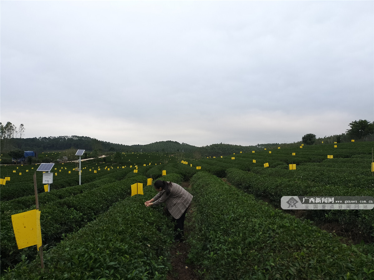 特色茶引来八方客