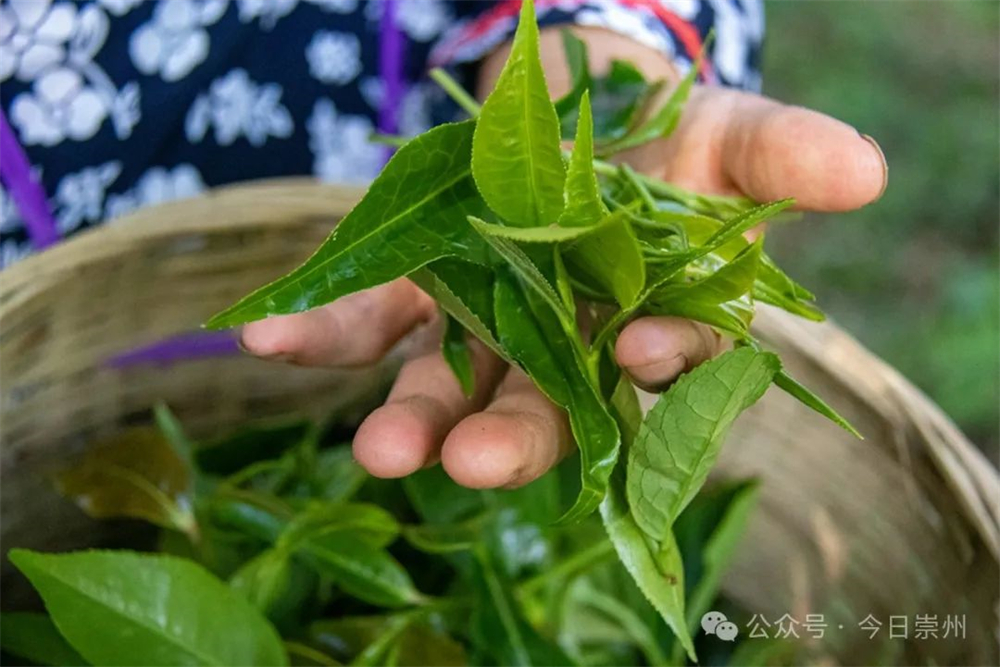 久等了崇州枇杷茶飘香上新ayx爱游戏(图2)