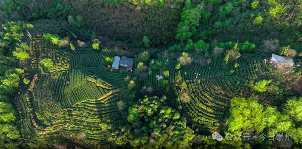 久等了崇州枇杷茶飘香上新ayx爱游戏(图4)