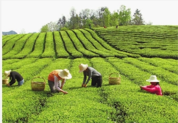 云茶飘香——从茶博会看云南茶产业新动能ayx爱游戏