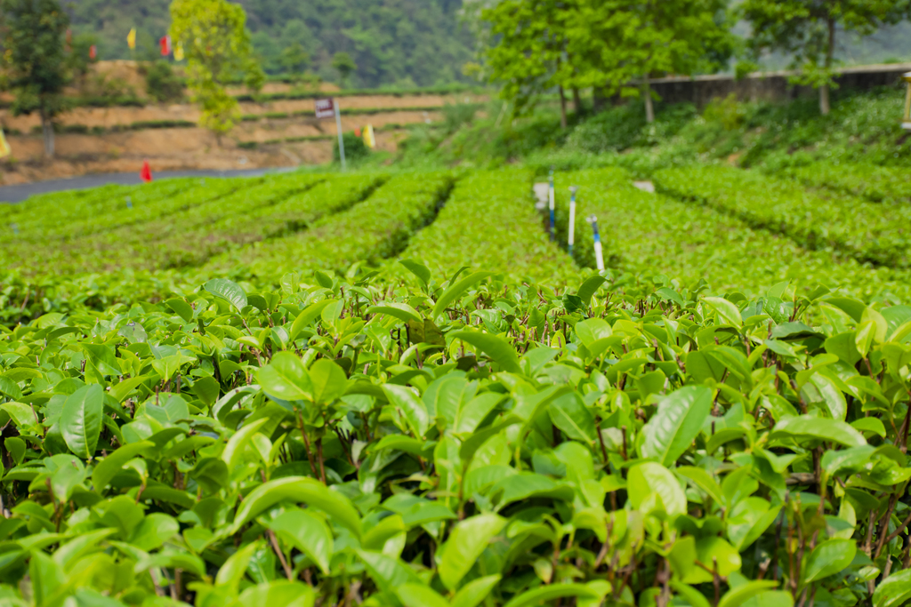 茶叶有哪些-著名的茶叶有哪些