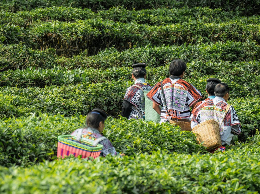 喜茶联合中国茶叶流通协会、飞猪发布6条新茶饮文旅线路攻略(图12)