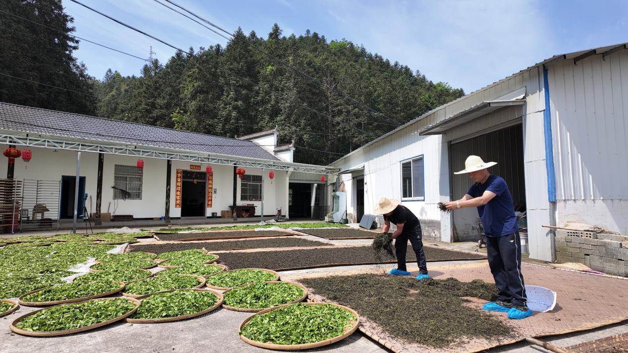 祁门县：谷雨时节安茶飘香