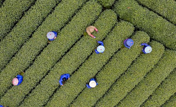 各地春茶上市观察：小叶子大产业茶文章处处芳