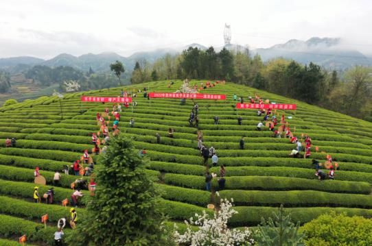 各地春茶上市观察：小叶子大产业茶文章处处芳(图7)