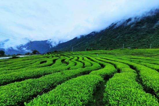 各地春茶上市观察：小叶子大产业茶文章处处芳(图4)