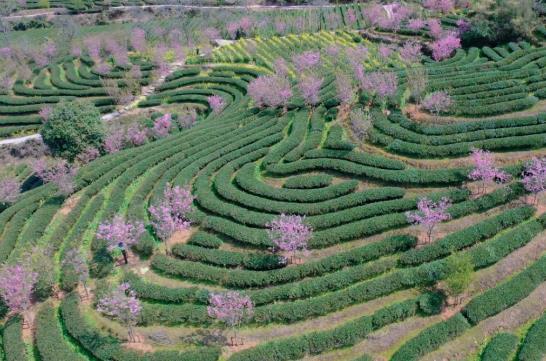 各地春茶上市观察：小叶子大产业茶文章处处芳(图3)