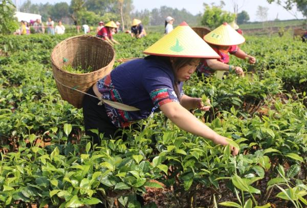 普洱景谷镇举行茶叶文化节“茶山欢歌·百人采茶”比赛_新华网(图2)