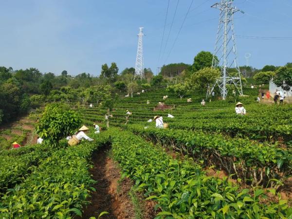 普洱景谷镇举行茶叶文化节“茶山欢歌·百人采茶”比赛_新华网(图1)