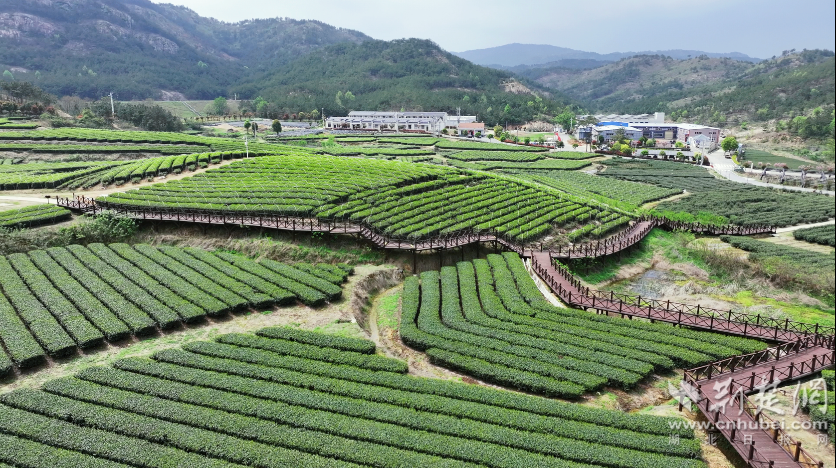 大悟：一抹茶叶带富一方百姓ayx爱游戏(图6)