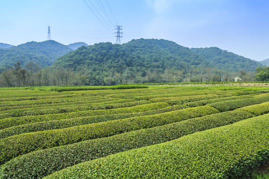 ayx爱游戏到仙岩体验茶文化