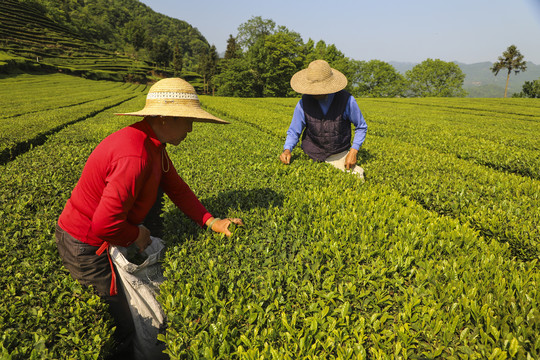 春之味喝“皖”茶！安徽茶产业多元发展观察