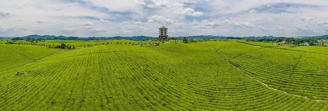 黔茶上榜品牌居ayx爱游戏全国第一！